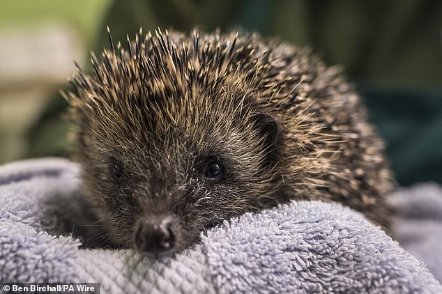 Es un símbolo icónico de la vida silvestre británica e incluso ha sido votado varias veces como el animal salvaje favorito del Reino Unido. Pero el erizo se dirige a la extinción, según un nuevo informe preocupante