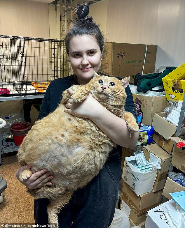 Kroshik (en la foto), un gato de 38 libras, murió trágicamente pocas semanas después de intentar escapar audazmente de un campamento de mascotas gordas.