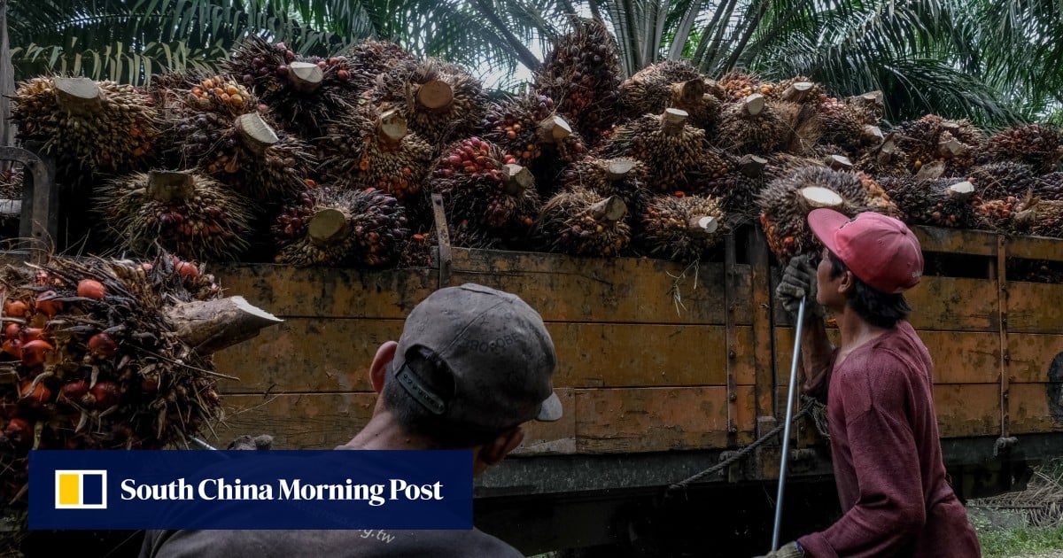 El lobby del aceite de palma de Malasia acoge con satisfacción la "sensata" suspensión de la ley de deforestación de la UE
