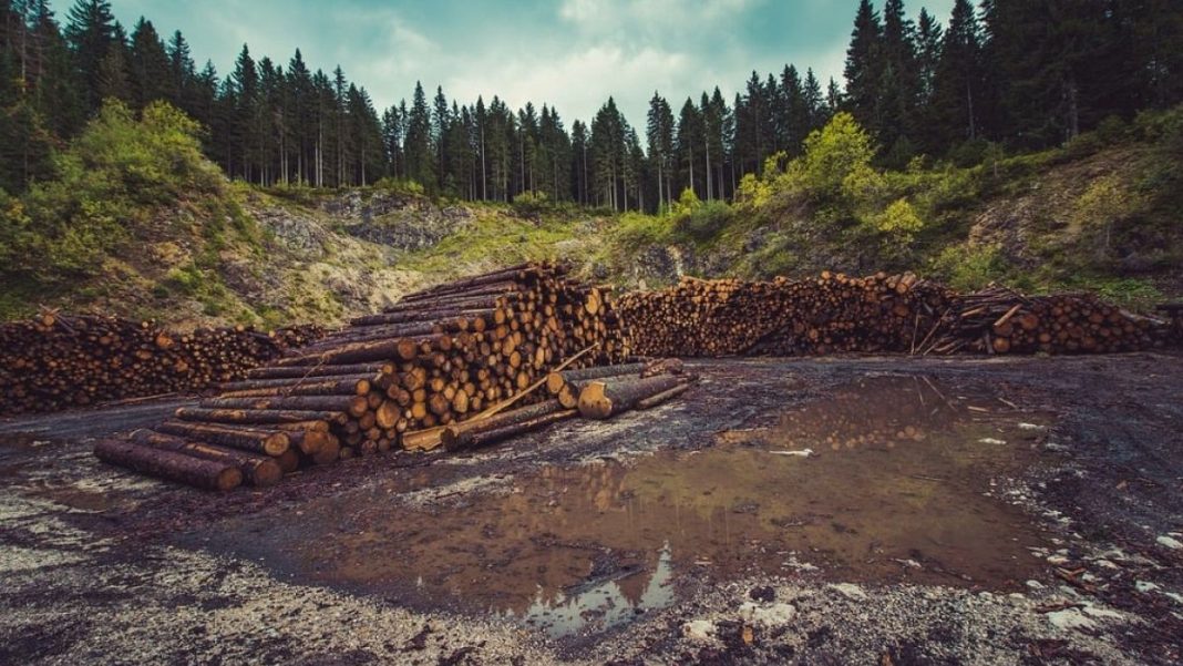 El retroceso de la deforestación en la UE: los conservadores aplauden, los grupos ecologistas se enfurecen
