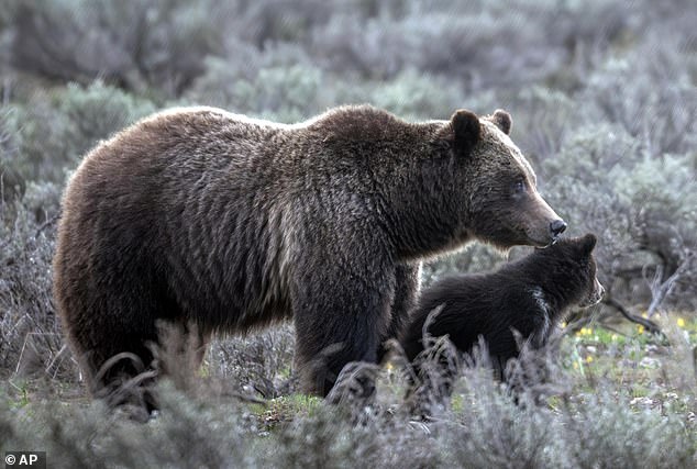 La conductora que finalmente mató al Grizzly 399, también conocido como el oso más famoso del mundo, no afrontará consecuencias por la colisión que provocó su trágica muerte el martes.