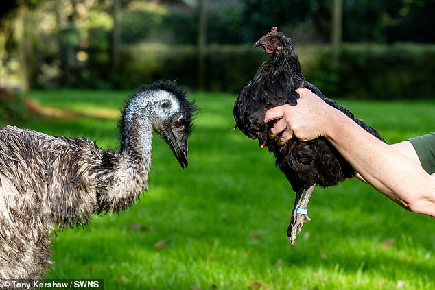 La idea de un emú criado por una gallina puede parecer la trama de la última caricatura de Disney. Pero se ha convertido en una realidad en Surrey, donde un emú abandonado está prosperando después de haber sido criado por un pollo llamado Nugget.