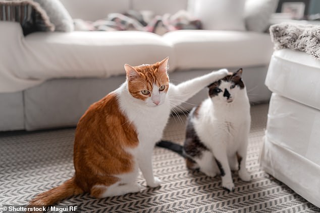 Los gatos domésticos comunes son capaces de vincular palabras humanas con imágenes sin que se les solicite ni recompensen (imagen de archivo)