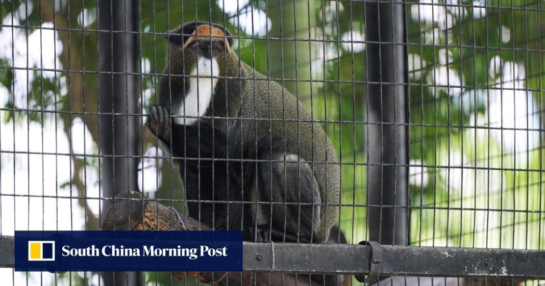 Funcionario de Hong Kong niega haber ocultado detalles sobre monos aislados tras su muerte
