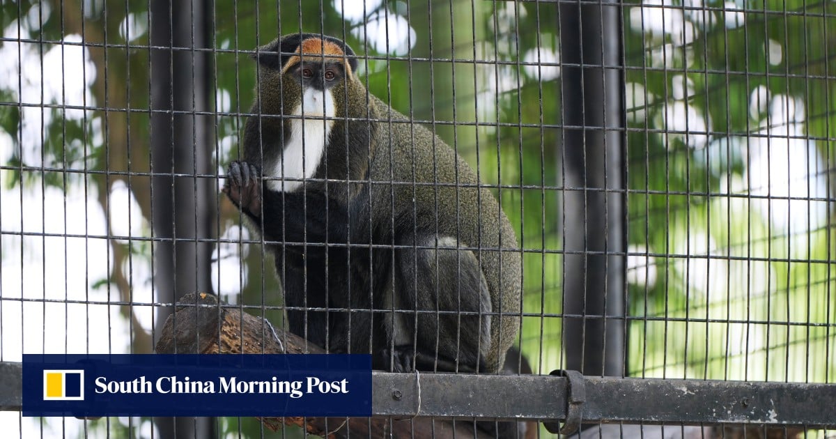 Funcionario de Hong Kong niega haber ocultado detalles sobre monos aislados tras su muerte
