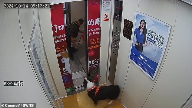 El cachorro blanco y negro fue visto entrando al ascensor de un edificio de apartamentos en la ciudad china de Shijiazhuang el 14 de octubre.