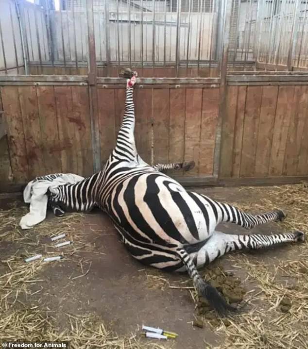 Entre las desgarradoras imágenes del South Lakes Safari Zoo en Dalton in Furness, Cumbria, se encuentra una cebra que quedó atrapada en los barrotes del corral (en la foto)