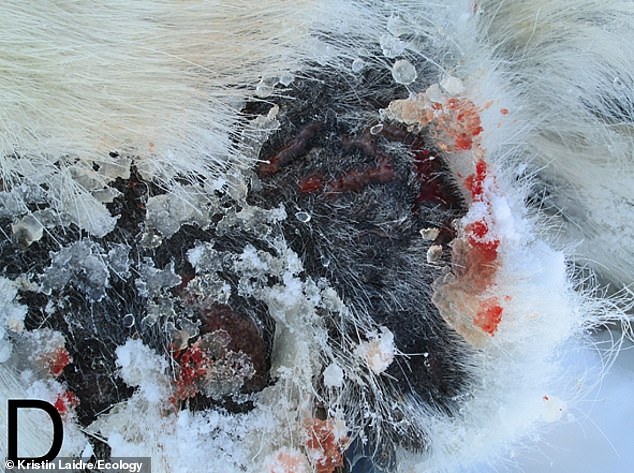 Al estudiar la salud de dos poblaciones de osos polares, los investigadores encontraron laceraciones, pérdida de cabello, acumulación de hielo y ulceraciones en la piel que afectaban principalmente a las patas de los osos adultos, así como a otras partes del cuerpo.