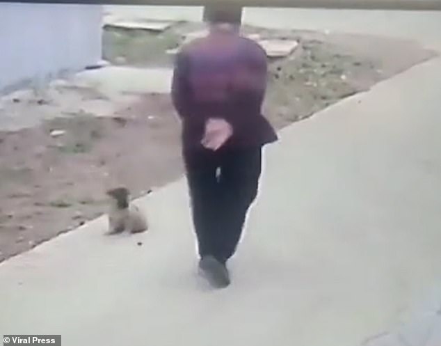 En las imágenes, tomadas en la provincia de Shandong, en el noroeste de China, se muestra al pequeño cachorro sentado en el costado de la acera cuando una mujer de unos 80 años se acerca al perro.