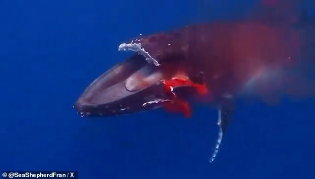 Una joven ballena jorobada, llamada Sweet Girl, murió trágicamente después de ser golpeada de frente por un ferry a alta velocidad en Tahití el 8 de octubre.