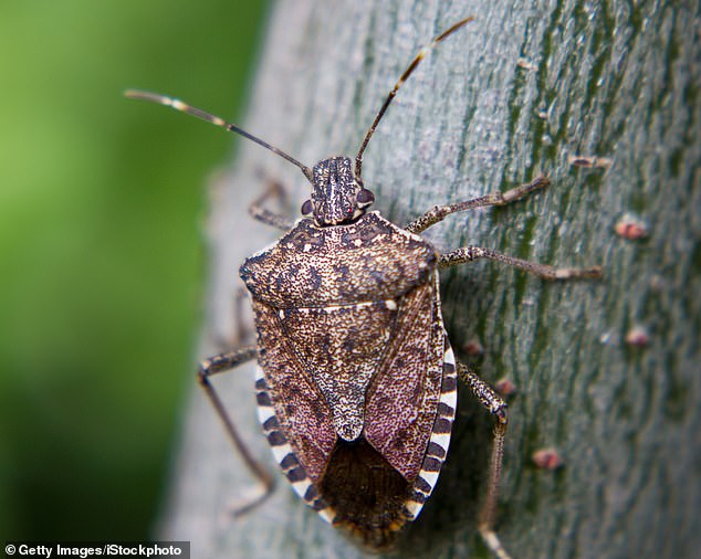 La cigarra de alas marrones se une a la chinche apestosa marrón marmorada (en la foto) y a la oruga del boj como insectos invasores nativos de China y el este de Asia que se teme que causen estragos aquí.