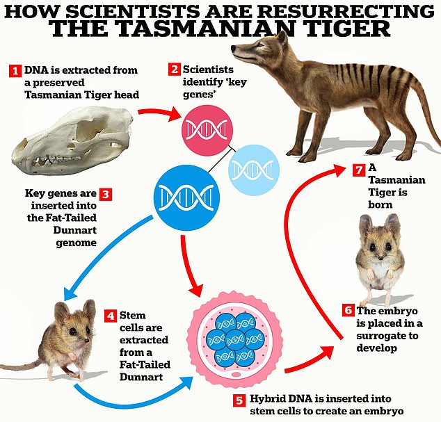 Los científicos de Colossal Biosciences dicen que han logrado un gran avance para recuperar al tigre de Tasmania de la extinción. Este gráfico muestra cómo funcionará este proceso.