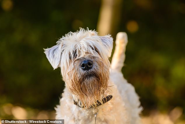 India y su familia se despidieron entre lágrimas de su amada Minty, un Wheaten Terrier, el martes (imagen de archivo)