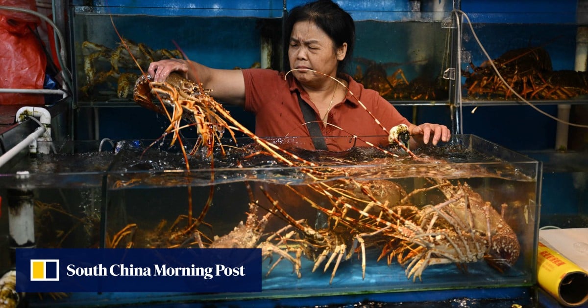 Las langostas vietnamitas recuperan protagonismo en China después de una caída temporal
