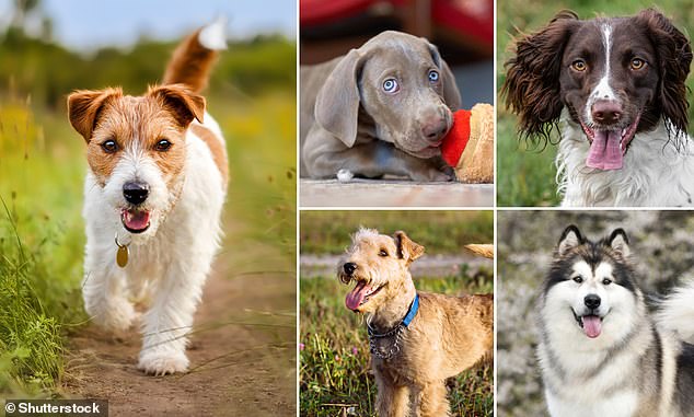 Los veterinarios han revelado las razas que han estado involucradas en la mayoría de los incidentes en los últimos 35 años, incluidos varios perros más pequeños. En la foto: Jack Russell (izquierda), Weimaraner (arriba en el medio), Springer (arriba a la derecha), Lakeland Terrier (abajo en el medio), Alaskan Malamute (abajo a la derecha)