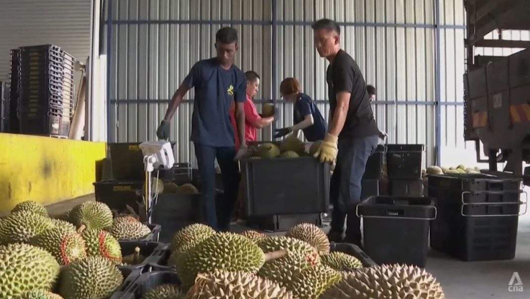 Los agricultores de Durian en Malasia compiten para ofrecer más variedades premium a los hambrientos consumidores chinos.
