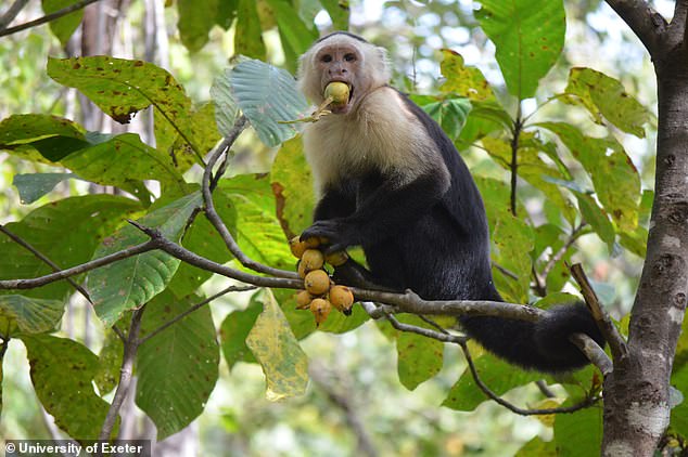 El etanol está presente en casi todos los ecosistemas y se encuentra en la mayoría de las frutas y el néctar, lo que podría explicar por qué hay informes de animales salvajes que se comportan 