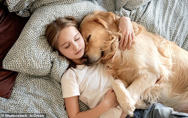 A medida que nuestras vidas se han vuelto más sedentarias, también lo ha hecho la vida de nuestras mascotas. Los expertos dicen que nuestro cómodo estilo de vida moderno está impulsando una tercera ola de domesticación de perros.