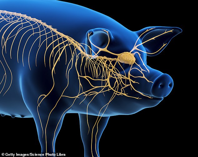 Un equipo de científicos chinos logró revivir el cerebro de un cerdo hasta una hora después de haberlo extraído del cuerpo utilizando una nueva técnica de soporte vital (imagen de archivo)