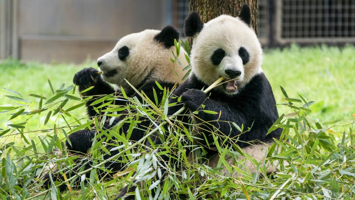 'Los pandas están llegando': dos nuevos osos parten de China hacia la capital de Estados Unidos
