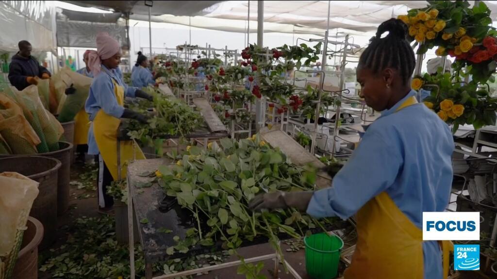 Los productores de café y flores cortadas de Etiopía luchan por cumplir las nuevas regulaciones de la UE
