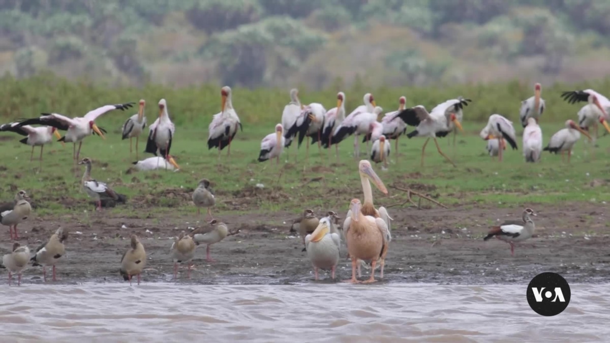 Los residentes de la costa de Kenia utilizan una aplicación para rastrear aves migratorias
