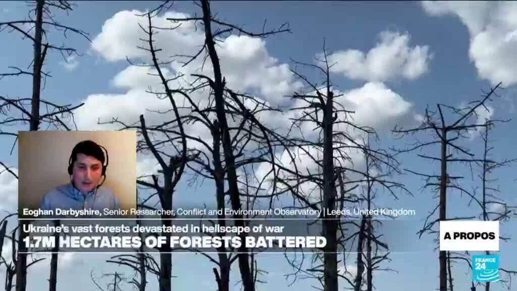 Los vastos bosques de Ucrania devastados en el infierno de la guerra
