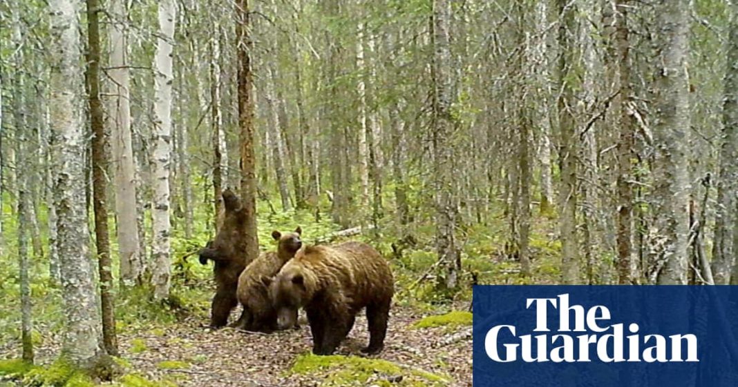 Más que osos gordos: las cámaras de senderos de Alaska muestran atisbos de animales, desde linces hasta alces
