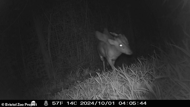 Es el hogar de más de 200 animales, desde jirafas hasta guepardos. Pero a pesar de esta extensa colección, los cuidadores del Proyecto del Zoológico de Bristol quedaron desconcertados por una criatura misteriosa.