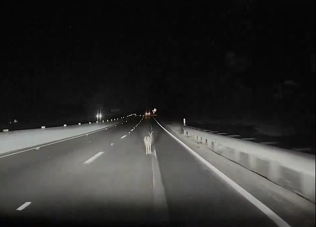 Este es el impactante momento en que un Tesla en modo 'Full Self-Driving' (FSD) chocó contra un ciervo que estaba parado en medio de la carretera.