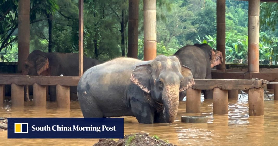 Mueren dos elefantes en una inundación repentina en Chiang Mai
