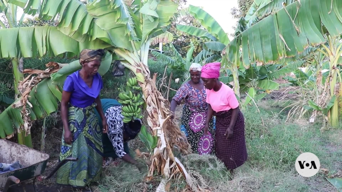 Mujeres de Malawi elaboran vino de plátano para luchar contra el cambio climático
