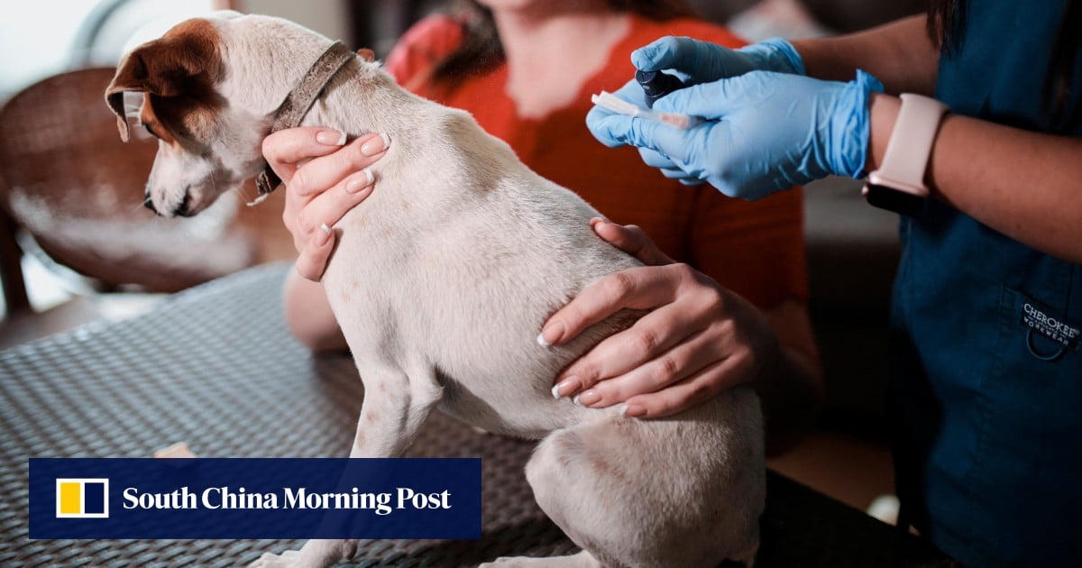 No se necesita cirugía: los científicos desarrollan una vacuna para castrar perros, y es reversible
