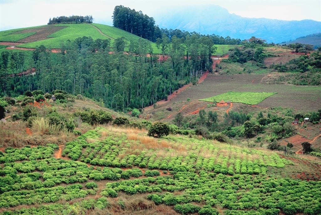 Noticias24 | Zim comenzará a pagar a 444 agricultores blancos después de la apropiación de tierras
