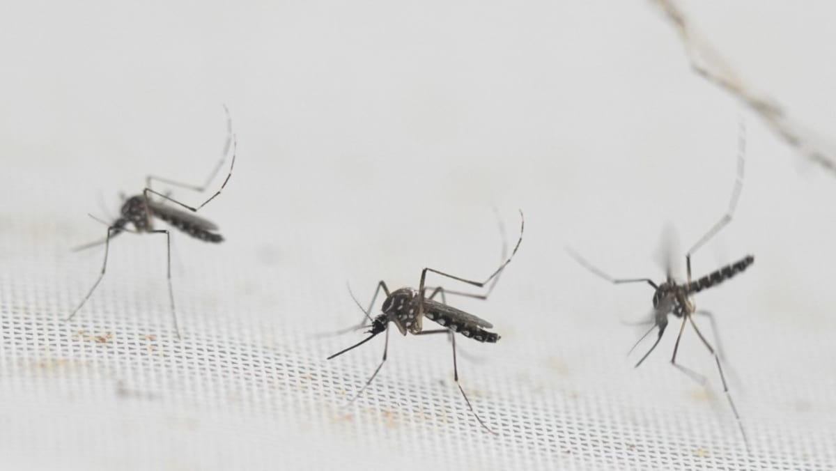 Peligro de dengue: Guangzhou, China, en alerta mientras el aumento de infecciones genera preocupación
