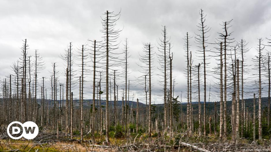 Por qué los bosques moribundos de Alemania podrían ser una buena noticia
