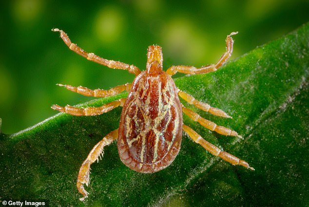 La garrapata de la Costa del Golfo es el único portador conocido de la bacteria R. parkeri en Estados Unidos. Estos parásitos que propagan enfermedades se están desplazando hacia el norte y han infectado a una mujer en Connecticut.