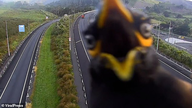 Este es el divertido momento en el que un pájaro fue captado mirándose por una cámara en una autopista en Nueva Zelanda