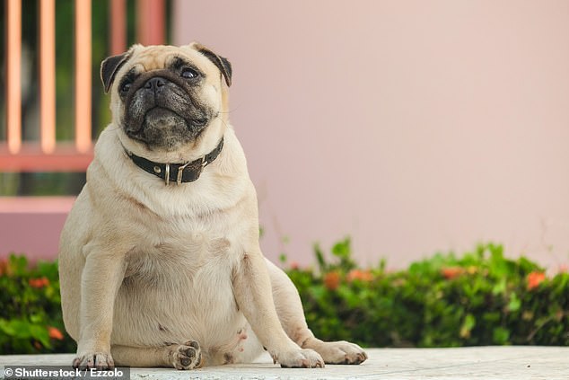 Es algo que a menudo se considera lindo. Pero si su perro tiene algunos kilos de más, podría ponerlo en riesgo de sufrir una serie de problemas de salud, como enfermedades cardíacas, osteoartritis y diabetes.