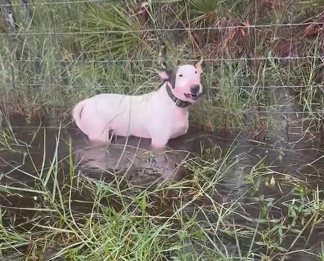 Un video desgarrador muestra al cachorro blanco con orejas negras aterrorizado y gruñendo mientras estaba parado en el agua hasta el pecho mientras la policía rescataba al canino.