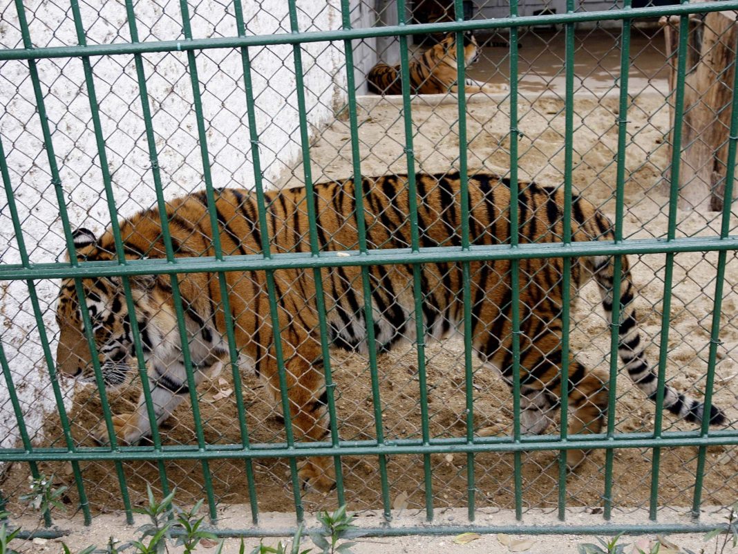 Se sospecha que la gripe aviar mató a decenas de tigres cautivos en Vietnam
