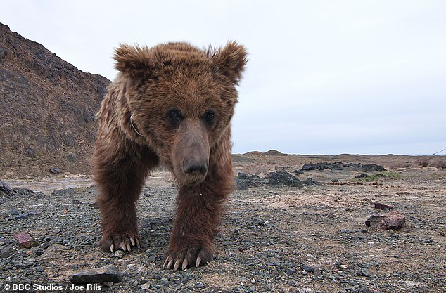 Gracias a su arduo trabajo, se filmaron por primera vez imágenes nunca antes vistas de animales raros. Esto incluyó un oso de Gobi, uno de los 32 que quedan en el mundo, y marca la primera vez que una cámara captura a esta especie en peligro de extinción.