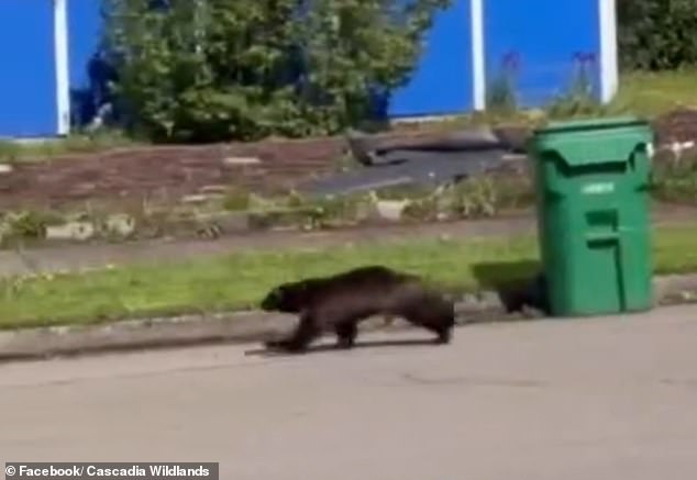 Los residentes de Oregón quedaron atónitos después de ver a un glotón increíblemente corriendo por una calle suburbana.