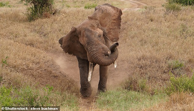 Srikant Satre, de 23 años, murió pisoteado por un elefante mientras intentaba tomarse una selfie con el animal (imagen de archivo)