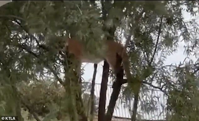 Un propietario de una casa en Stevenson Ranch, California, quedó conmocionado después de encontrar un enorme puma en un árbol en su patio trasero el lunes.