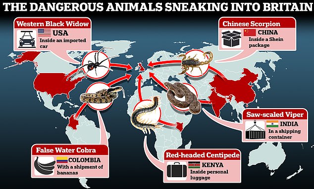 Mientras se descubre un escorpión potencialmente mortal dentro de un paquete de Shein, nuevos datos revelan que cientos de animales salvajes peligrosos viajan al Reino Unido cada año.