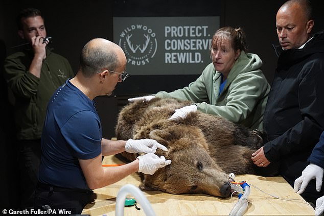 El veterinario especialista en vida silvestre, Romain Pizzi, en la foto actuando en Boki