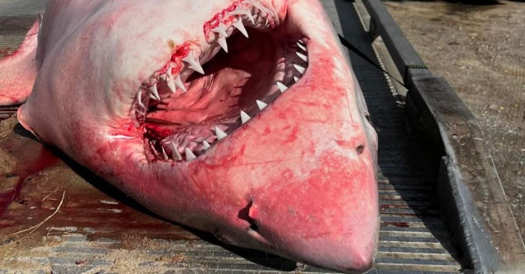 Una grúa se lleva un enorme tiburón que llegó a la costa de una playa de EE. UU.
