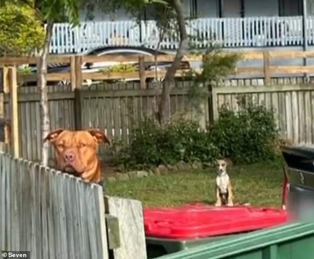 Una cruz de staffordshire americana de dos años llamada Loki ha sido confiscada por el Ayuntamiento de la Bahía de Moreton en Queensland después de que atacara a una mujer y a su perro el domingo.