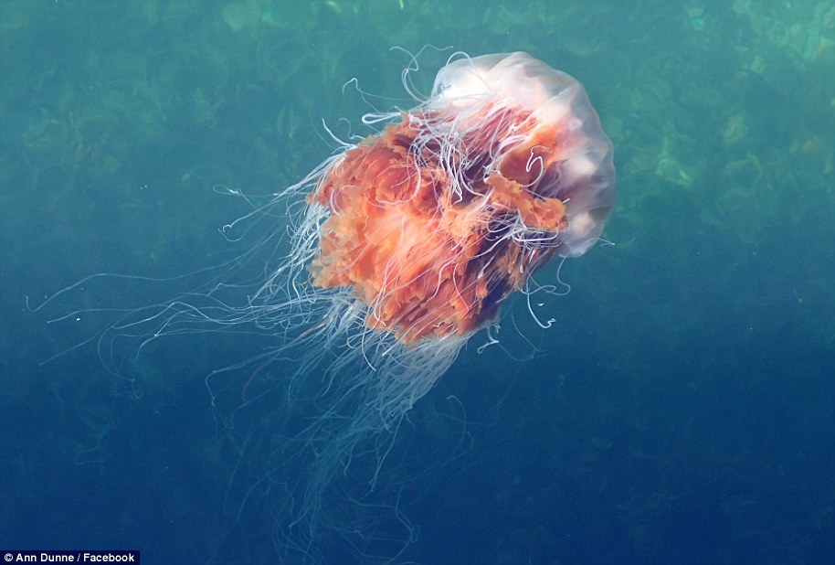 Una medusa melena de león vista por Ann Dunne en Irlanda mientras enjambres de poderosas medusas descienden sobre las playas de las Islas Británicas.